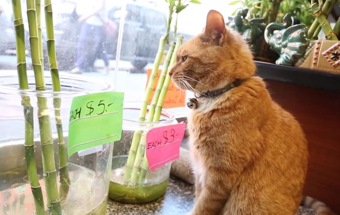 This is bodega cat is named Bobo and believes in bamboo shoots for luck<br>(Amy Pearl / WNYC)